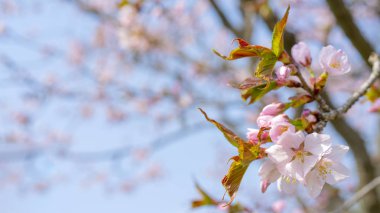Sakura'nın bahar çiçekli. Bir festival düğün tebrik kartı ve düğün davetiyesi için Arka Plan. 