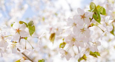 Sakura'nın bahar çiçekli. Bir festival düğün tebrik kartı ve düğün davetiyesi için Arka Plan 