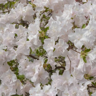 Çiçeklenme beyaz rhododendron, açelyalar, yakın çekim, seçici odak, kopyalama alanı
