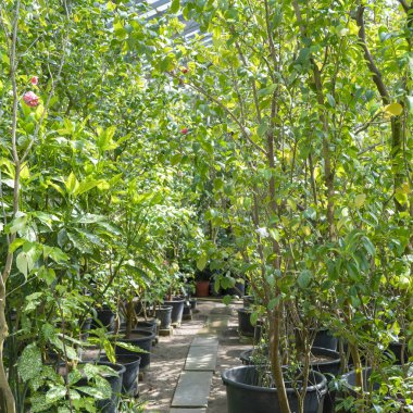 Serada süs tropikal bitkiler