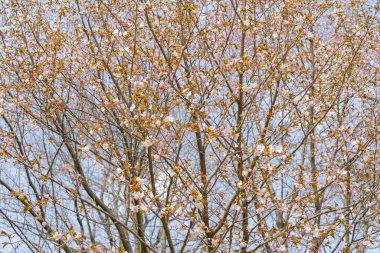 Sakura'nın bahar çiçekli. Bir festival düğün tebrik kartı ve düğün davetiyesi için Arka Plan. 