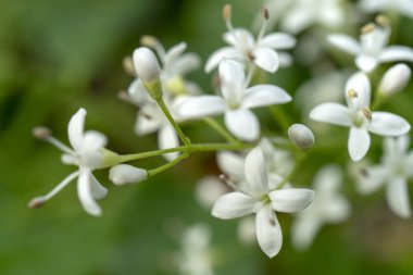 Beyaz çiçekler, seçici odak, tebrik kartı için arka plan.