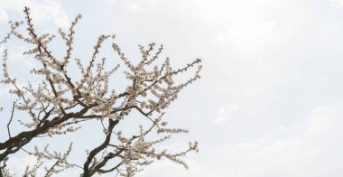 Kayısı ağacının bahar çiçekli. Bir festival düğün kartı ve düğün davetiyesi için arka plan. 