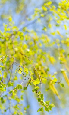 Güneşli bir günde huş ağacıbahar çiçekli