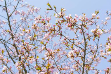 Sakura'nın bahar çiçekli. Bir festival düğün tebrik kartı ve düğün davetiyesi için Arka Plan. 