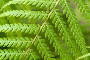 Yeşil yaprakların güzel deseni, yakın çekim görünümü 