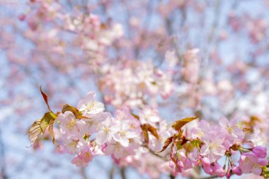 Sakura'nın bahar çiçekli. Bir festival düğün tebrik kartı ve düğün davetiyesi için Arka Plan. 