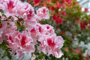 Çiçekaçan pembe rhododendron, açelya, yakın çekim, seçici odak, kopyalama alanı.