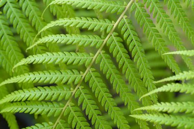 Yeşil yaprakların güzel deseni, yakın çekim görünümü 