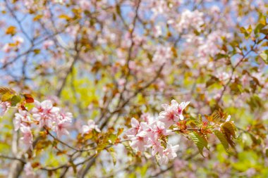 Sakura'nın bahar çiçekli. Bir festival düğün tebrik kartı ve düğün davetiyesi için Arka Plan 