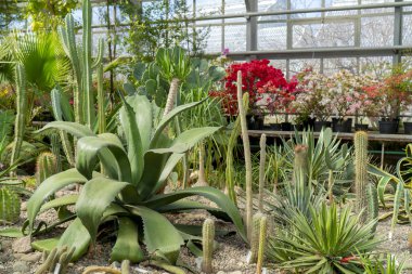 Doğada Agav ve kaktüsler