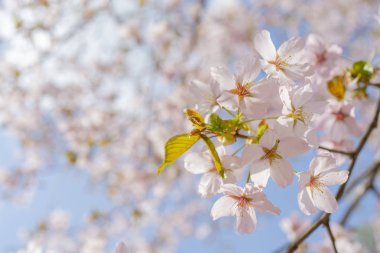Sakura'nın bahar çiçekli. Bir festival düğün tebrik kartı ve düğün davetiyesi için Arka Plan 