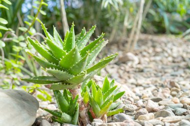 Doğada Agav ve kaktüsler