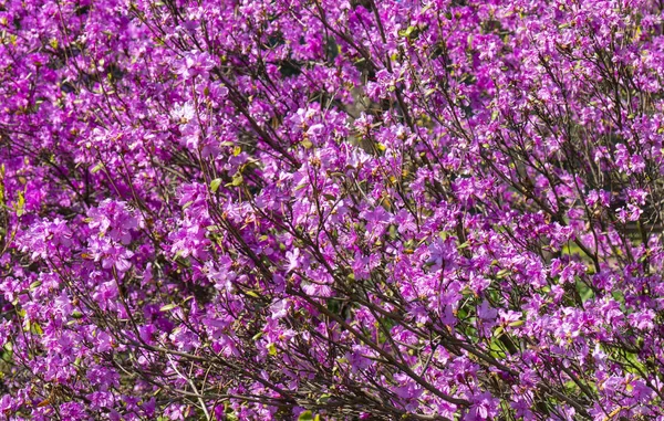 Крупним Планом Весняне Цвітіння Дерева Вдень — стокове фото