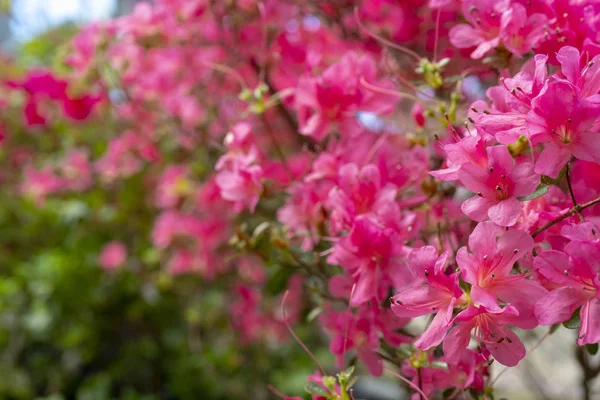 Çiçekaçan pembe rhododendron, açelya, yakın çekim, seçici odak, kopyalama alanı.