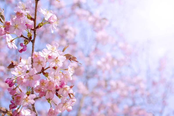 桜の春の開花 お祝いの結婚式のグリーティングカードと結婚式の招待状の背景 — ストック写真