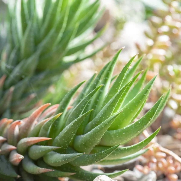 Closeup Kaktusů Dne — Stock fotografie