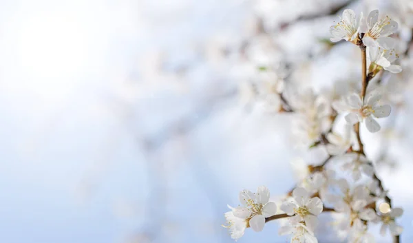 Frühjahrsblüte Der Aprikose Hintergrund Für Eine Festliche Hochzeitskarte Und Hochzeitseinladung — Stockfoto