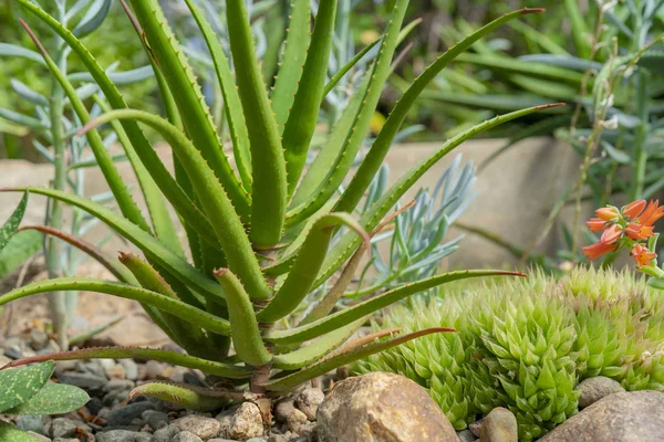 Agave Kaktusů Přírodě — Stock fotografie