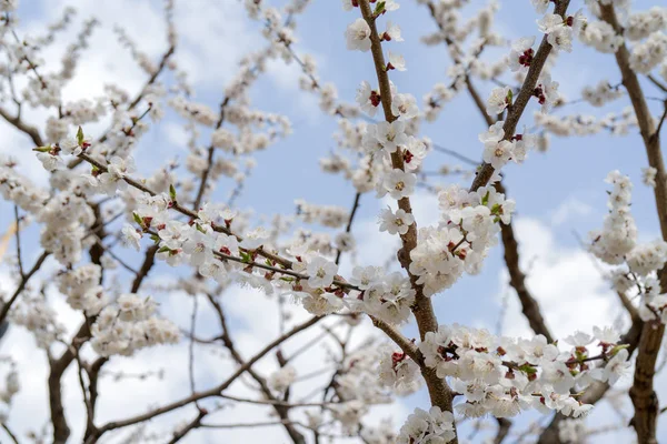 Весняне Цвітіння Абрикосового Дерева Фон Святкової Весільної Листівки Запрошення Весілля — стокове фото