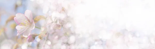 Frühjahrsblüte Von Sakura Hintergrund Für Eine Festliche Hochzeitsgrußkarte Und Hochzeitseinladung — Stockfoto