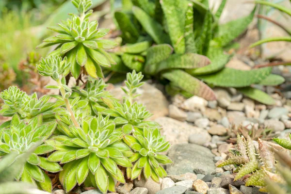 Agave Kaktusů Přírodě — Stock fotografie