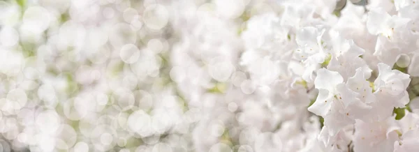Квітучий Білий Рододендрон Азалеа Крупним Планом Вибірковий Фокус Простір Копіювання — стокове фото