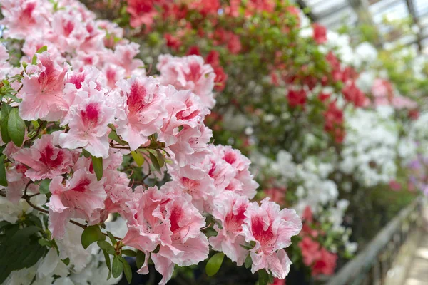 Blühender Rosa Rhododendron Azalee Nahaufnahme Selektiver Fokus Kopierraum — Stockfoto