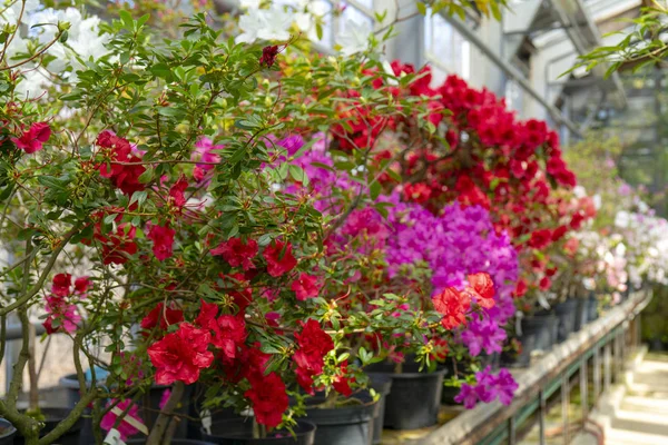 Kvetoucí Červený Rododendron Azaleas Zblízka Selektivní Zaostření Místo Kopírování — Stock fotografie