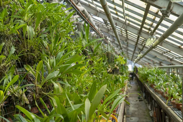 温室中的观赏性热带植物 — 图库照片