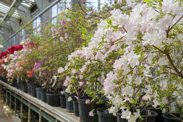 Kvetoucí Bílý Rhododendron Azaleas Blízký Selektivní Zaostření Prostor Pro Kopírování — Stock fotografie