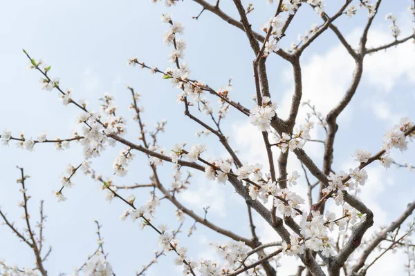 Floración Primaveral Del Albaricoque Fondo Para Una Tarjeta Boda Festiva —  Fotos de Stock