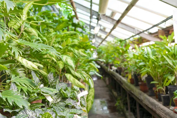 Sier Tropische Planten Kas — Stockfoto