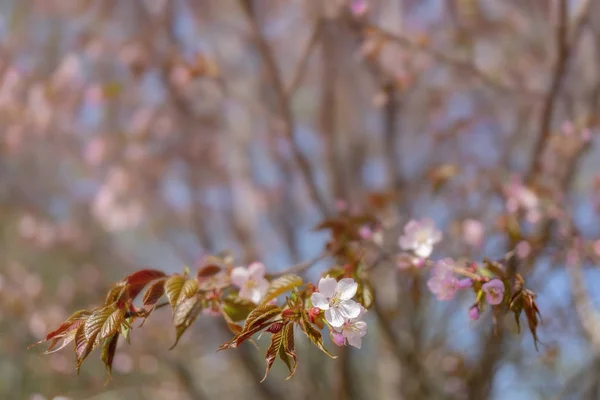 Wiosna Kwitnienia Sakura Tło Dla Świątecznej Kartki Weselnej Zaproszenia Ślubne — Zdjęcie stockowe