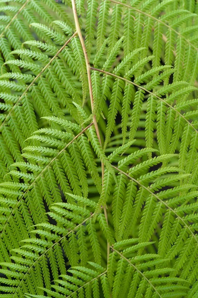 緑の葉の美しいパターン クローズアップビュー — ストック写真
