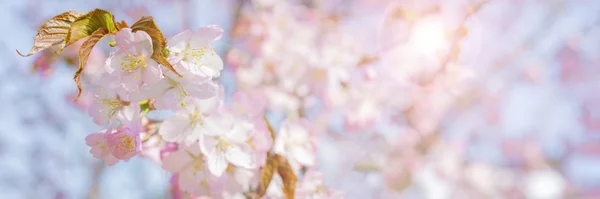 Frühjahrsblüte Von Sakura Hintergrund Für Eine Festliche Hochzeitsgrußkarte Und Hochzeitseinladung — Stockfoto