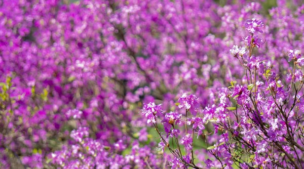 昼間の春の開花木のクローズアップ — ストック写真