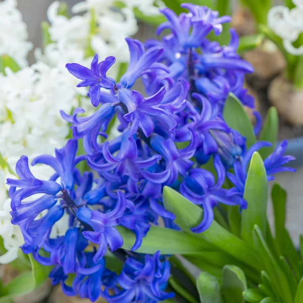 Синий Весенний Цветок Первоцвета Дневное Время — стоковое фото