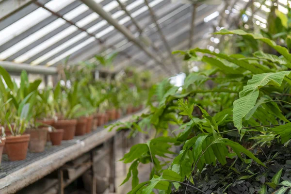 Sier Tropische Planten Kas — Stockfoto