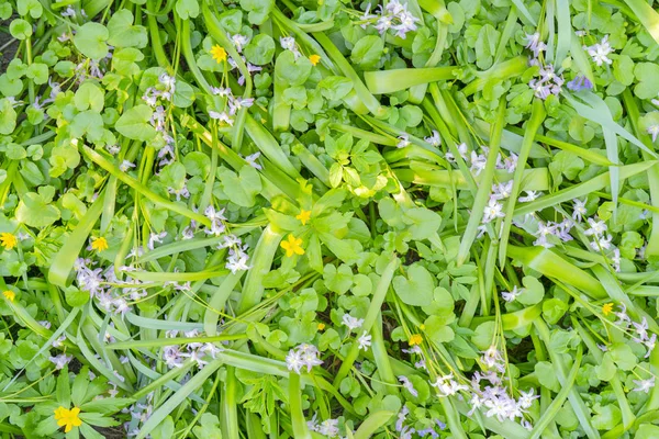 Close Van Lente Bloemen Groene Gras Achtergrond — Stockfoto