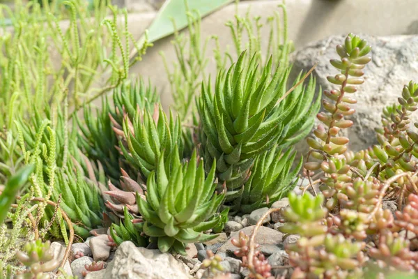 Agave Kaktusů Přírodě — Stock fotografie