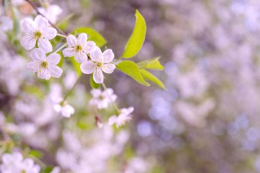 Bahar çiçekli kiraz. Tebrik kartı, invitatio için arka plan