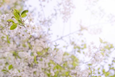 Bahar çiçekli kiraz. Tebrik kartı, invitatio için arka plan