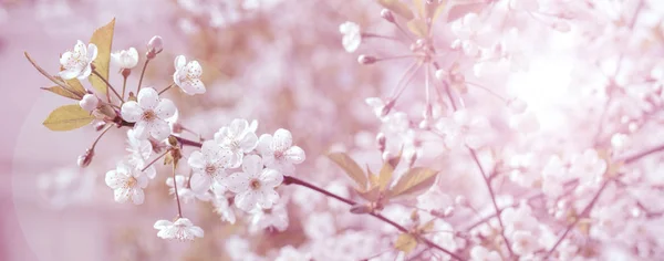 Весняне цвітіння вишні. Фон для вітальної листівки, запрошення — стокове фото