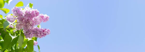 Lilás Florescendo Lilás Contra Céu Azul — Fotografia de Stock
