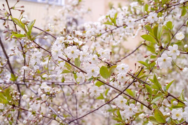 Cereja de floração de primavera. Fundo para cartão de saudação, invitatio — Fotografia de Stock