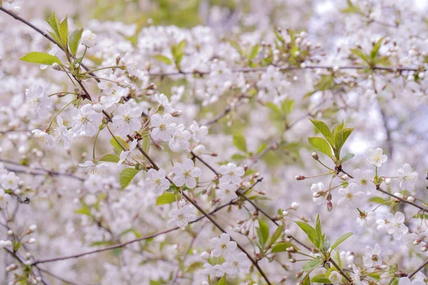 Весняне цвітіння вишні. Фон для вітальної листівки, запрошення — стокове фото