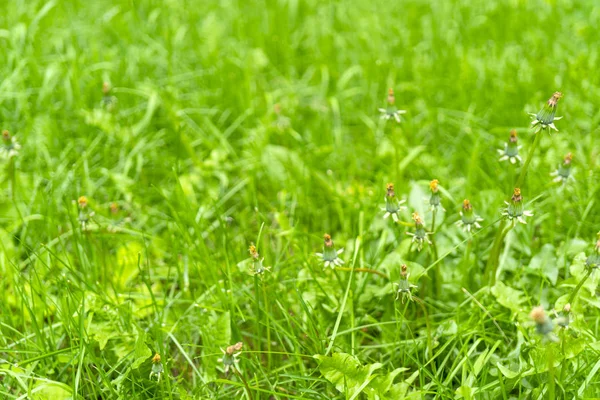 Fundo Verde Brilhante Pequenas Plantas — Fotografia de Stock