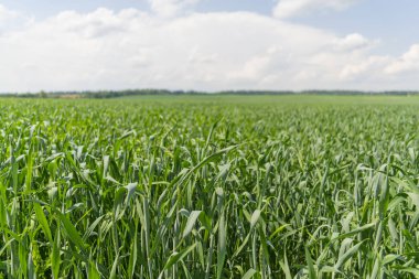 Tarladaki yeşil çimenlerden kaynaklanıyor. Doğal çizgili arka plan