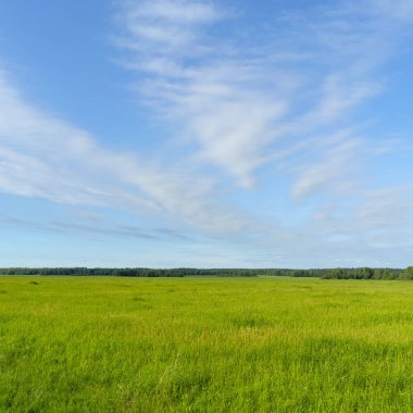 Tarladaki yeşil çimenlerden kaynaklanıyor. Doğal çizgili arka plan
